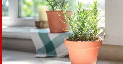 Трава для дома: пять ароматных растений, очищающих воздух в квартире - profile.ru