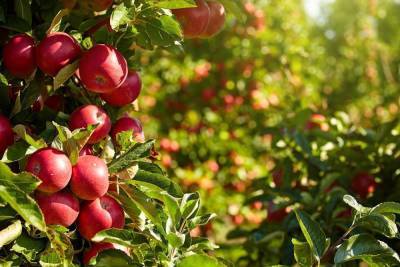 10 сортов яблонь, которые почти ничем не болеют - skuke.net