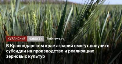 Вениамин Кондратьев - В Краснодарском крае аграрии смогут получить субсидии на производство и реализацию зерновых культур - kubnews.ru - Краснодарский край