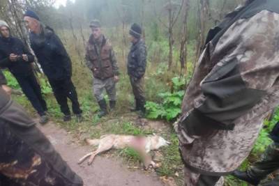 Убитый в Тверской области волк оказался бешеным - tver.mk.ru - Тверская обл.