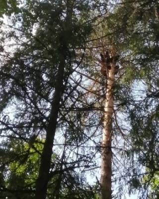 Сергей Фомин - Из-за собак медвежонок залез на самую верхушку дерева в тотемском лесу - vologda-poisk.ru