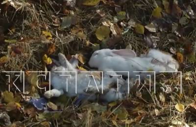 40 кроликов погибли в ДТП на Южном обходе Нижнего Новгорода - vgoroden.ru - Нижегородская обл. - Нижний Новгород