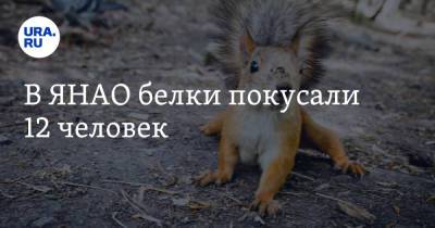 В ЯНАО белки покусали 12 человек - ura.news - окр. Янао
