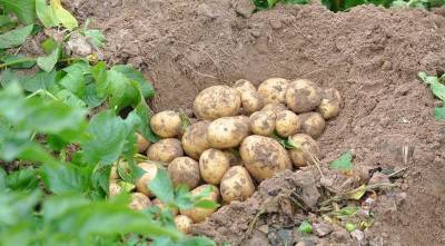 Семенной картофель: как правильно отобрать и сохранить клубни картошки для весенней посадки - skuke.net