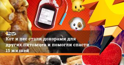 Кот и пес стали донорами для других питомцев и помогли спасти 15 жизней - ridus.ru - Англия