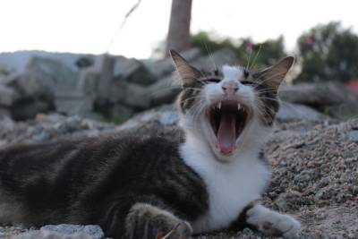 В Сараевском районе бешеная кошка упала с крыши и укусила хозяйку - rzn.mk.ru - район Сараевский