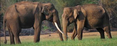 Ученые академии наук в Юньнани: Слоны любят работать вместе только когда у них много еды - runews24.ru - Китай - Бирма - Янгон