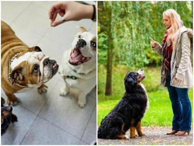 6 популярных мифов о собаках, которые давно развенчали - skuke.net