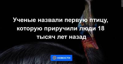 Ученые назвали первую птицу, которую приручили люди 18 тысяч лет назад - news.mail.ru - шт.Пенсильвания - Гвинея