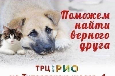 В Ярославле пройдет раздача собак и кошек - yar.mk.ru - Ярославль