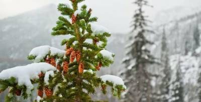 Вазир Мартазинов - «Неустойчивый» Новый год: синоптики рассказали про «лютые» морозы - w-n.com.ua - Украина