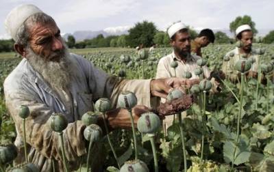 При талибах в Афганистане резко подорожали наркотики – СМИ - korrespondent.net - Украина - Индия - Афганистан