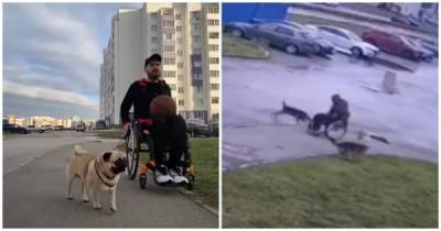 Мужчина в инвалидной коляске защитил своего мопса от стаи бродячих собак - skuke.net - Ульяновск - Ульяновская - Интересно