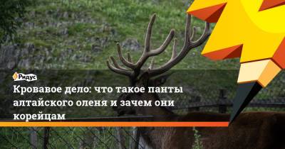 Кровавое дело: что такое панты алтайского оленя и зачем они корейцам - ridus.ru - Китай - Южная Корея - респ. Алтай