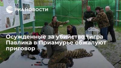 Сергей Арамилев - Двое жителей Амурской области, осужденные за убийство тигра Павлика, обжалуют приговор - ria.ru - Россия - Амурская обл. - Приморье край - Владивосток