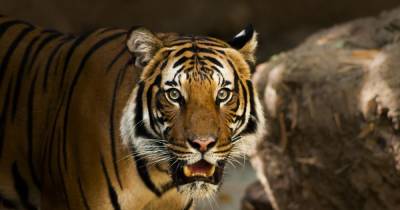 Сергей Арамилев - Эксперт назвал "случайностью" смертельное нападение тигра на лесоруба - ren.tv - Хабаровский край