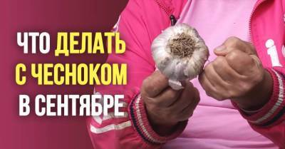 В сентябре сажаю чеснок, чтобы вырастить головки размером с кулак - skuke.net