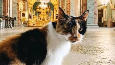 В Петербурге умерла кошка Капа – хранительница Петропавловской крепости - mir24.tv - Санкт-Петербург - Петропавловск