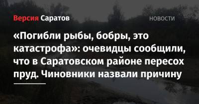 «Погибли рыбы, бобры, это катастрофа»: очевидцы сообщили, что в Саратовском районе пересох пруд. Чиновники назвали причину - nversia.ru - Экология
