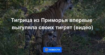 Тигрица из Приморья впервые выгуляла своих тигрят (видео) - news.mail.ru - Приморье край