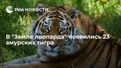 Сергей Иванов - Спецпредставитель Иванов: в последние годы в "Земле леопарда" появились 23 амурских тигра - ria.ru - Россия - Владивосток