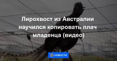 Анна Лысенко - Лирохвост из Австралии научился копировать плач младенца (видео) - news.mail.ru - Австралия