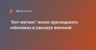 "Кот-мутант" начал преследовать собачника и ужаснул жителей - ren.tv - Англия - Великобритания