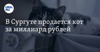В Сургуте продается кот за миллиард рублей - ura.news - Сургут