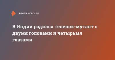 В Индии родился теленок-мутант с двумя головами и четырьмя глазами - ren.tv - Индия - India
