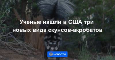 Ученые нашли в США три новых вида скунсов-акробатов - news.mail.ru - США