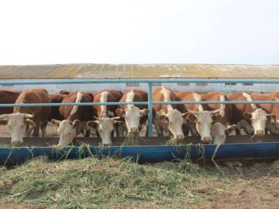 На Дону выявили вспышку опасного для человека бруцеллеза - rosbalt.ru - Ростовская обл.