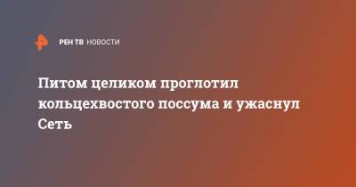 Питом целиком проглотил кольцехвостого поссума и ужаснул Сеть - ren.tv