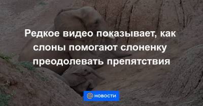 Екатерина Гура - Редкое видео показывает, как слоны помогают слоненку преодолевать препятствия - news.mail.ru - Ботсвана
