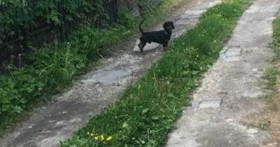 В СНТ под Калининградом две женщины избили соседку и натравили на неё собаку - klops.ru - Калининград