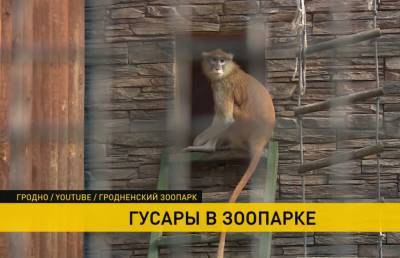 В Гродненском зоопарке поселились красные мартышки - ont.by - Белоруссия - Ростов-На-Дону