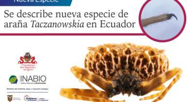 В Амазонии обнаружили новый вид пауков, бьющих жертв когтями - ren.tv - Сан-Франциско - Эквадор - Кито