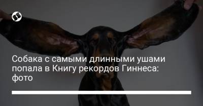Собака с самыми длинными ушами попала в Книгу рекордов Гиннеса: фото - liga.net - США - Украина - шт. Огайо - штат Орегон