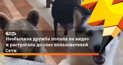 Необычная дружба попала на видео и растрогала до слез пользователей Сети - ridus.ru