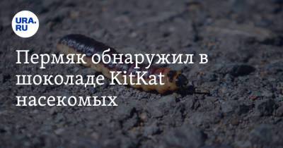 Пермяк обнаружил в шоколаде KitKat насекомых - ura.news