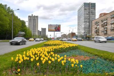 Петр Бирюков - Почти 14 миллионов тюльпанов украсят Москву весной - vm.ru - Москва