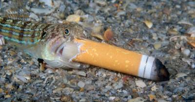 Океан курильщика. Фотограф запечатлел рыбу-ящерицу, глотающую выброшенный окурок (фото) - focus.ua - Украина