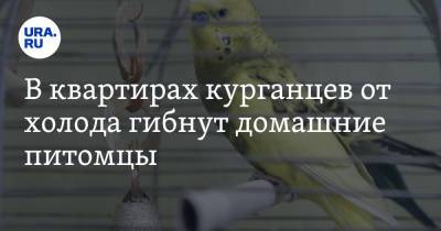 В квартирах курганцев от холода гибнут домашние питомцы. «На очереди — люди!» - ura.news