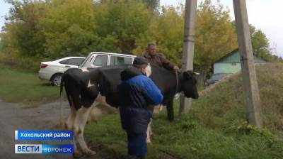 Под Воронежем стартовала вакцинация домашних животных - vestivrn.ru - Воронеж