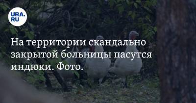 На территории скандально закрытой больницы пасутся индюки. Фото. Видео - ura.news - Курганская обл.