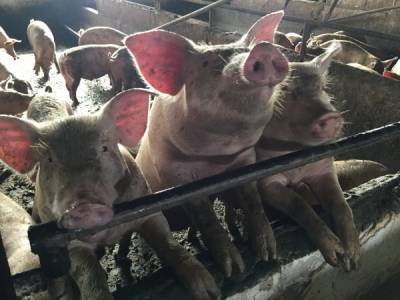 В Прикамье выявили очаг африканский чумы свиней - nakanune.ru - район Пермский