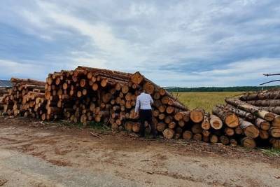 В Ивановской области задержали банду «черных лесорубов» - mkivanovo.ru - Ивановская обл.