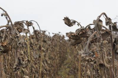 В Донецкой области обмолотили половину подсолнечника - agroportal.ua - Украина - Донецкая обл.
