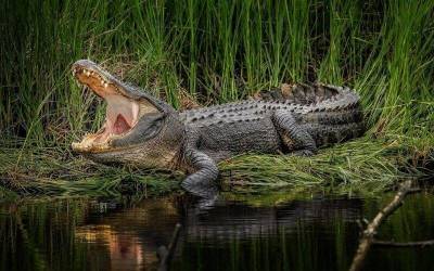 Как крокодилы чистят зубы - skuke.net
