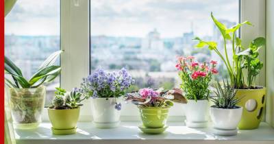 Красиво цветут и неприхотливы в уходе: комнатные растения для ленивых - profile.ru - Дома