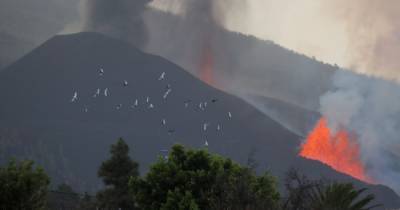 Извержение вулкана на Канарах: интенсивность возросла, за сутки больше 10 землетрясений - dsnews.ua - Украина - Испания - Мадрид